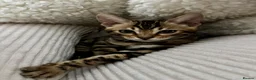 Bengal cats for sale: 🐅Gorgeous 😍One of a Kind Dream Bengal Boy!🐅 - Advert 20