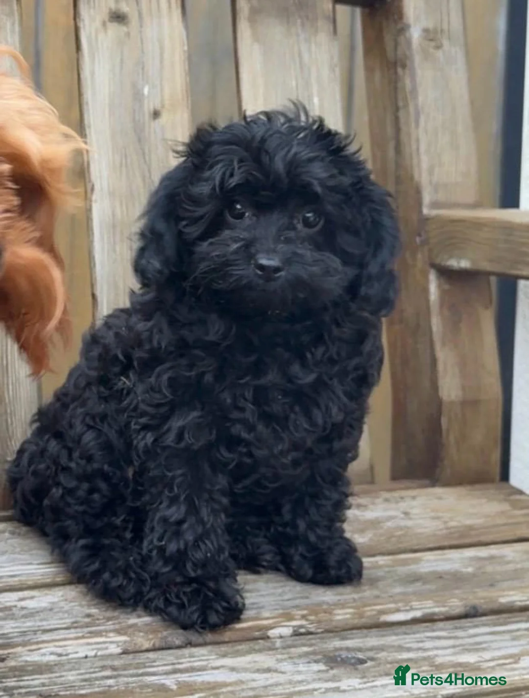 Cavapoo dogs for sale: Stunning F1 Toy Cavapoo girl - Advert 1