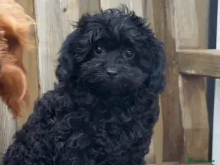 Cavapoo dogs Stunning F1 Toy Cavapoo girl - Advert 1
