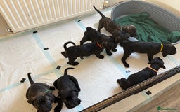 Mixed Breed dogs for sale: Cane Corso x boerboel  - Image 21