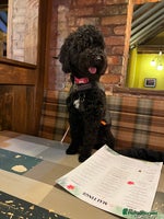 Mixed Breed dogs - Advert 3