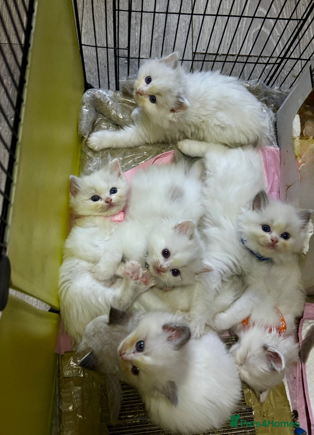 Ragdoll cats for sale: Pure Ragdoll kittens, ready 20th December - Advert 4