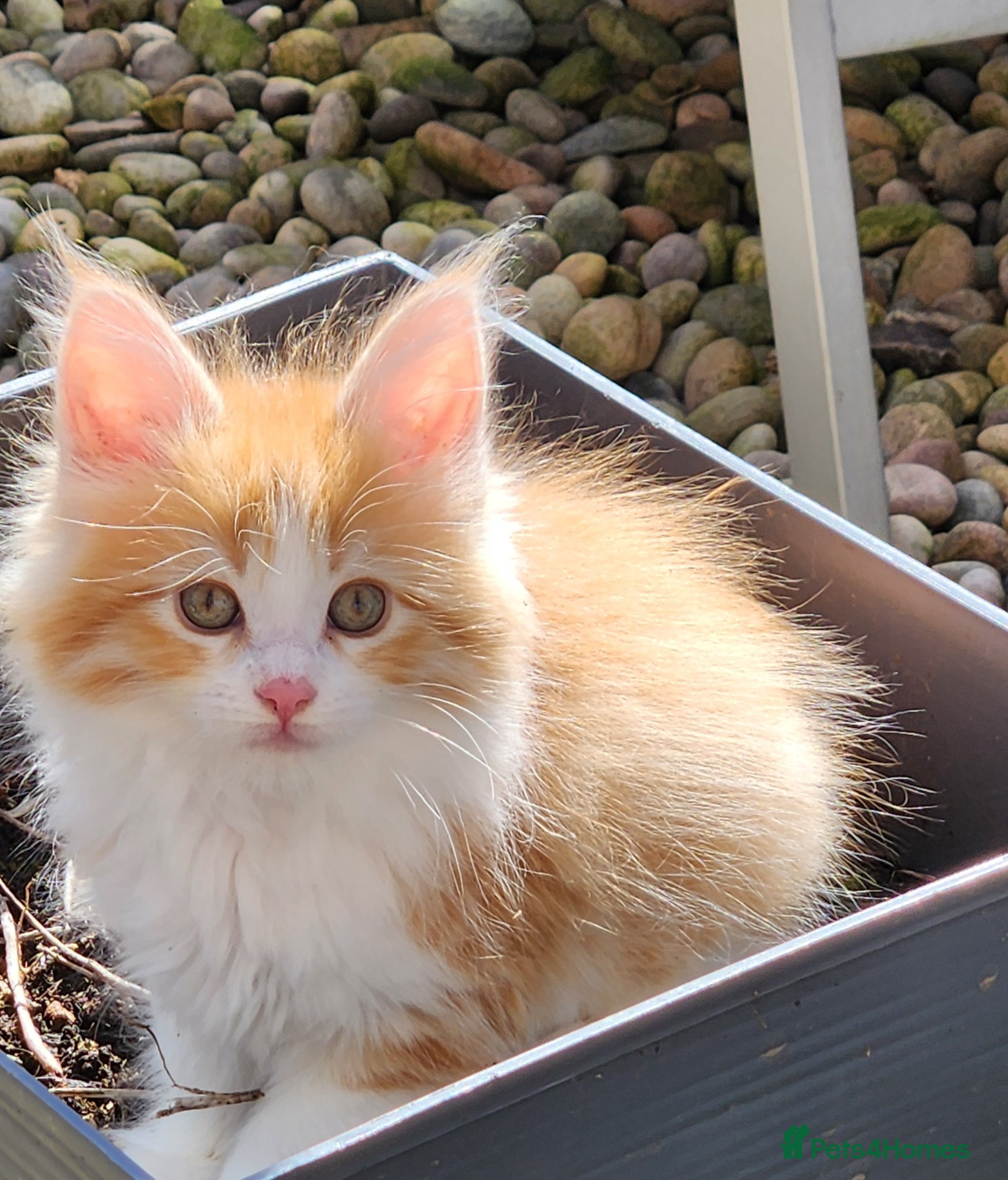 Maine Coon cats Maine Coons Ready Now!! 4 male 1 female  - Advert 4