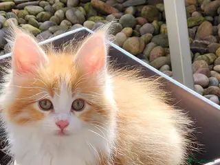 Maine Coon cats Maine Coons Ready Now!! 4 male 1 female - Advert 4