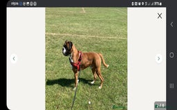 Boxer dogs for sale: Kc Boxer Puppies - Image 9