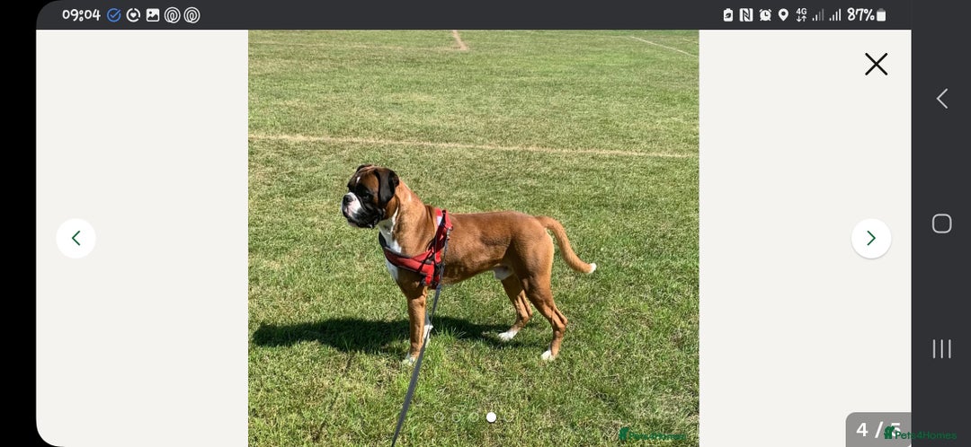 Boxer dogs for sale: Kc Boxer Puppies - Image 9