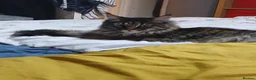 Maine Coon cats for sale: Maine Coon Kittens for Sale - Advert 5