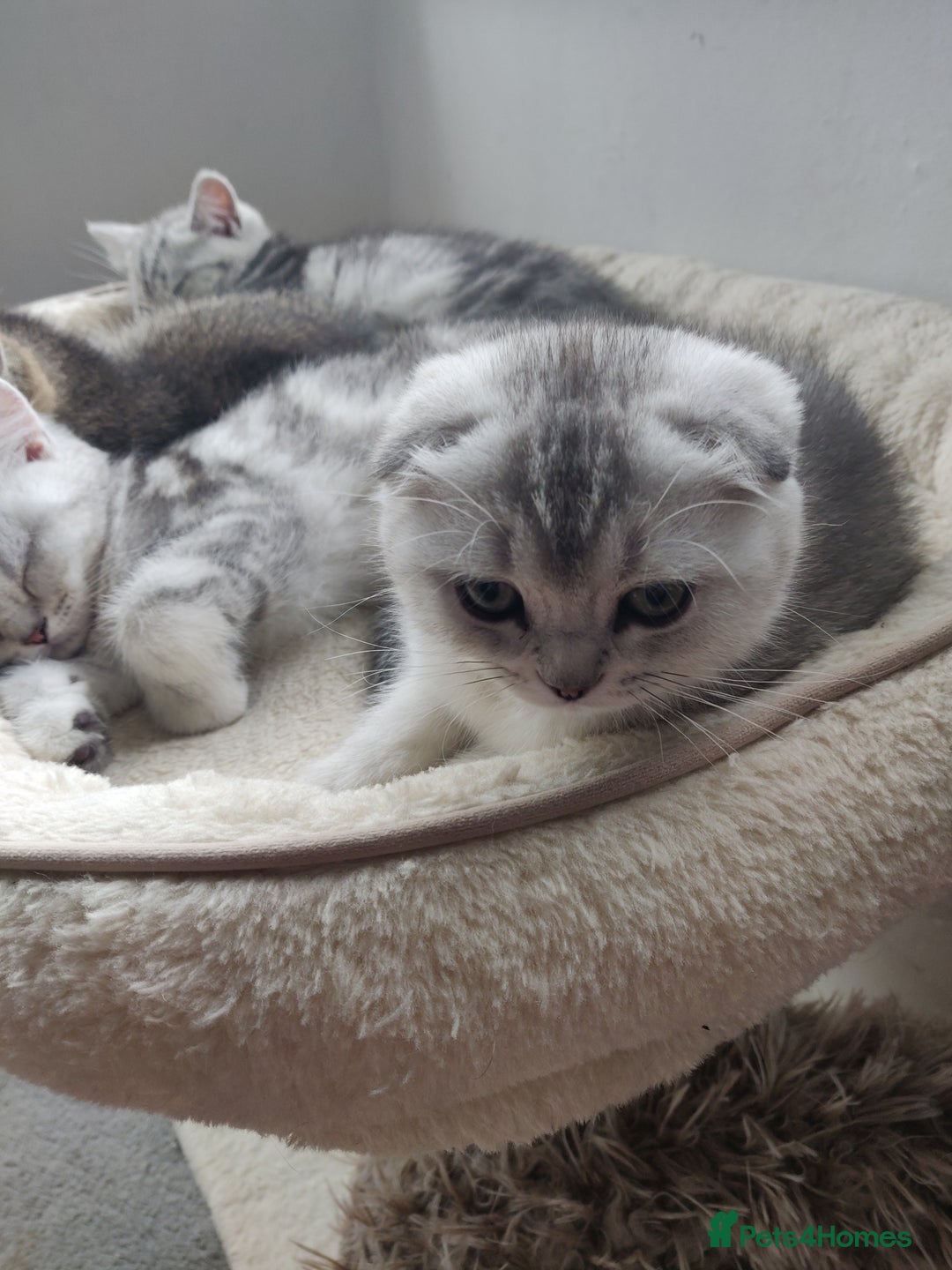 Scottish Fold cats for sale: Scottish fold kittens  - Image 9