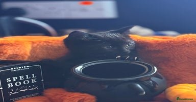 RagaMuffin cats - Advert 3