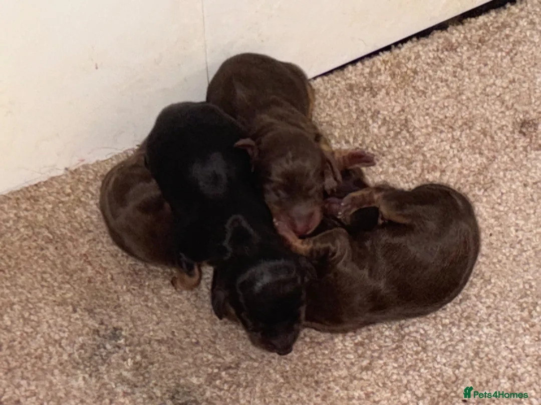 Miniature Dachshund dogs for sale: Miniature long haired dachshund  - Advert 9