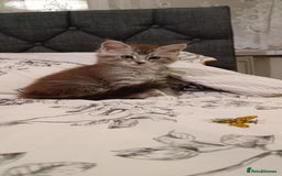 Maine Coon cats for sale: 🌟 Maine Coon Kittens Looking for Loving Homes 🌟 - Image 9