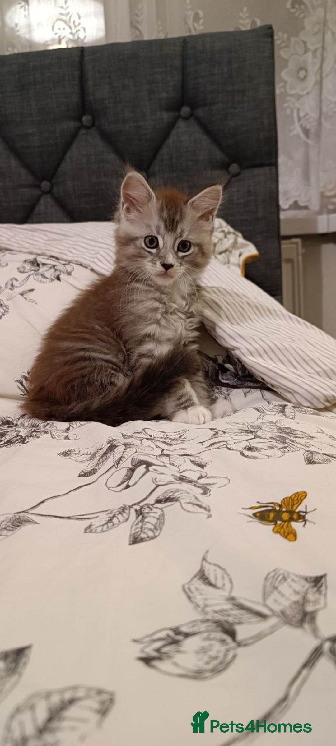 Maine Coon cats for sale: 🌟 Maine Coon Kittens Looking for Loving Homes 🌟 - Image 9