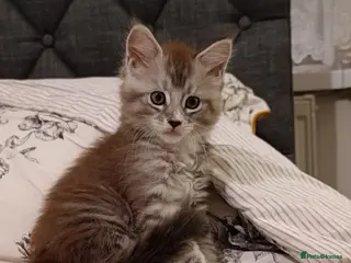 Maine Coon cats 🌟 Maine Coon Kittens Looking for Loving Homes 🌟 - Advert 1