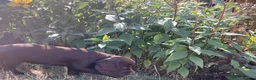 Cocker Spaniel dogs for sale: Beautiful Brown Cocker Spaniel Girl 🐶❤️ in Halesowen - Advert 5