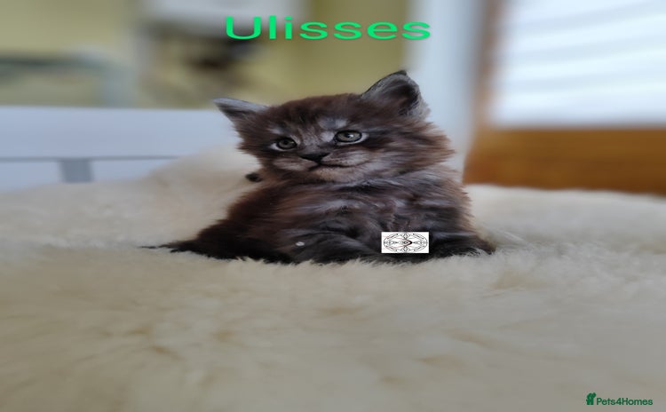 Maine Coon cats - Advert 16