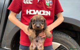 Dachshund dogs for sale: Wirehaired Dachshund (Teckel) Pups  - Image 12