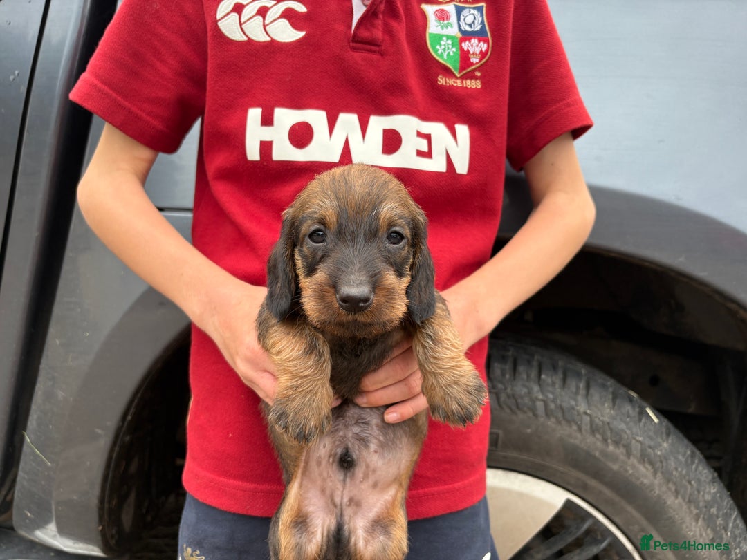 Dachshund dogs for sale: Wirehaired Dachshund (Teckel) Pups  - Image 12
