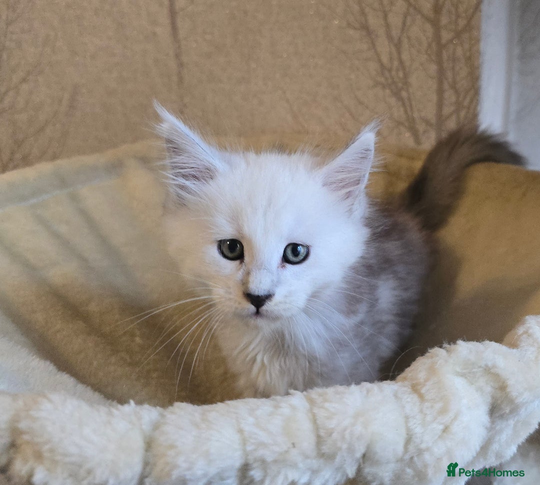 Maine Coon cats for sale: RARE Maine Coon Kittens Black Shaded  - Image 27
