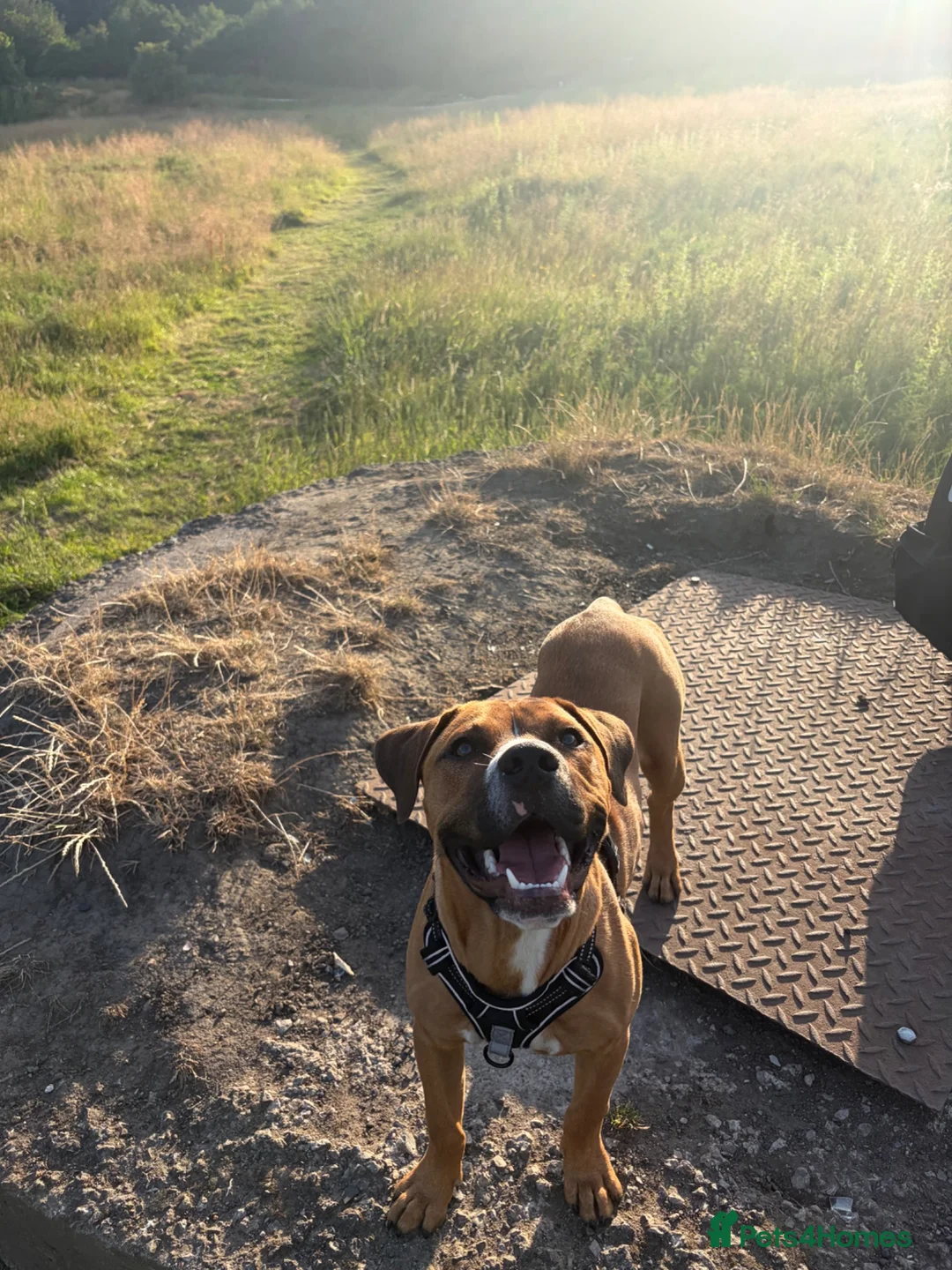 Mixed Breed dogs for sale: 5 month old pupp  - Advert 1
