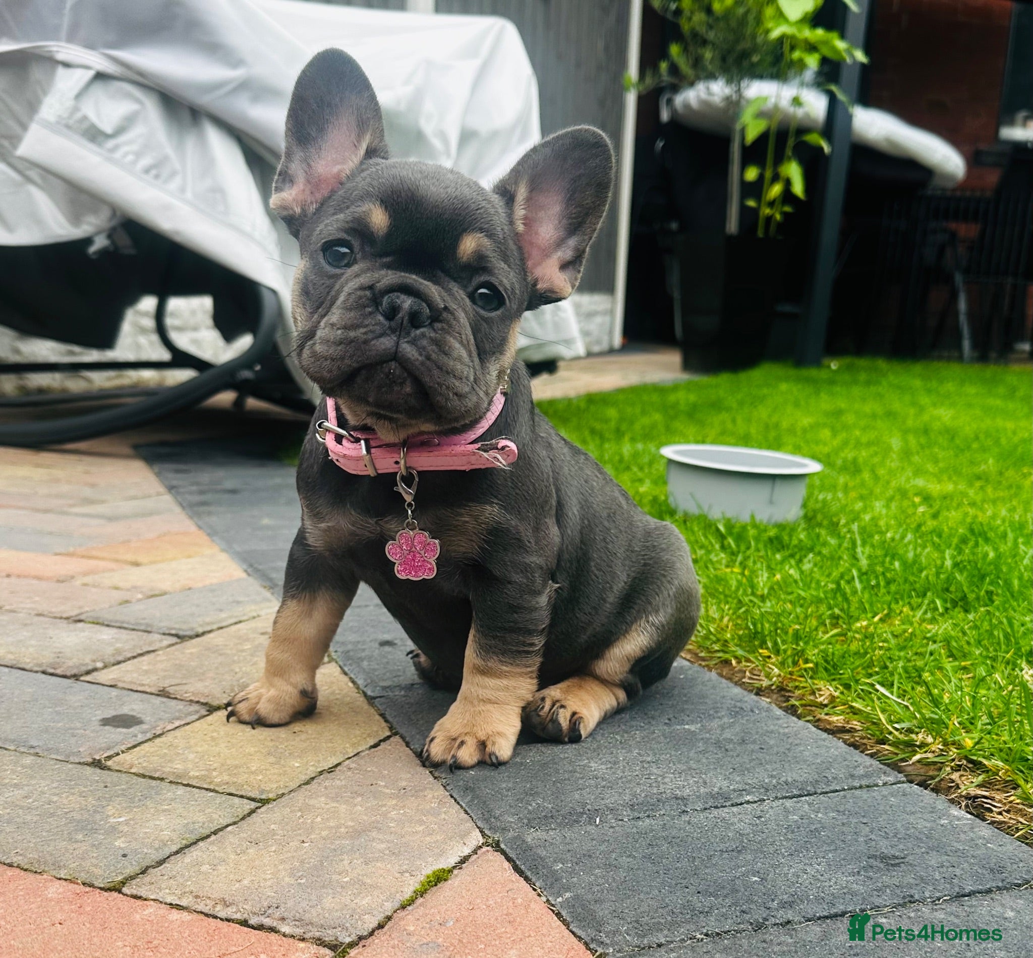 French Bulldog dogs ✨ Ready to go last girl french Bulldog Puppy ✨ - Advert 7