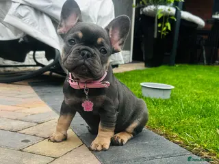 French Bulldog dogs ✨ Ready to go last girl french Bulldog Puppy ✨ - Advert 7