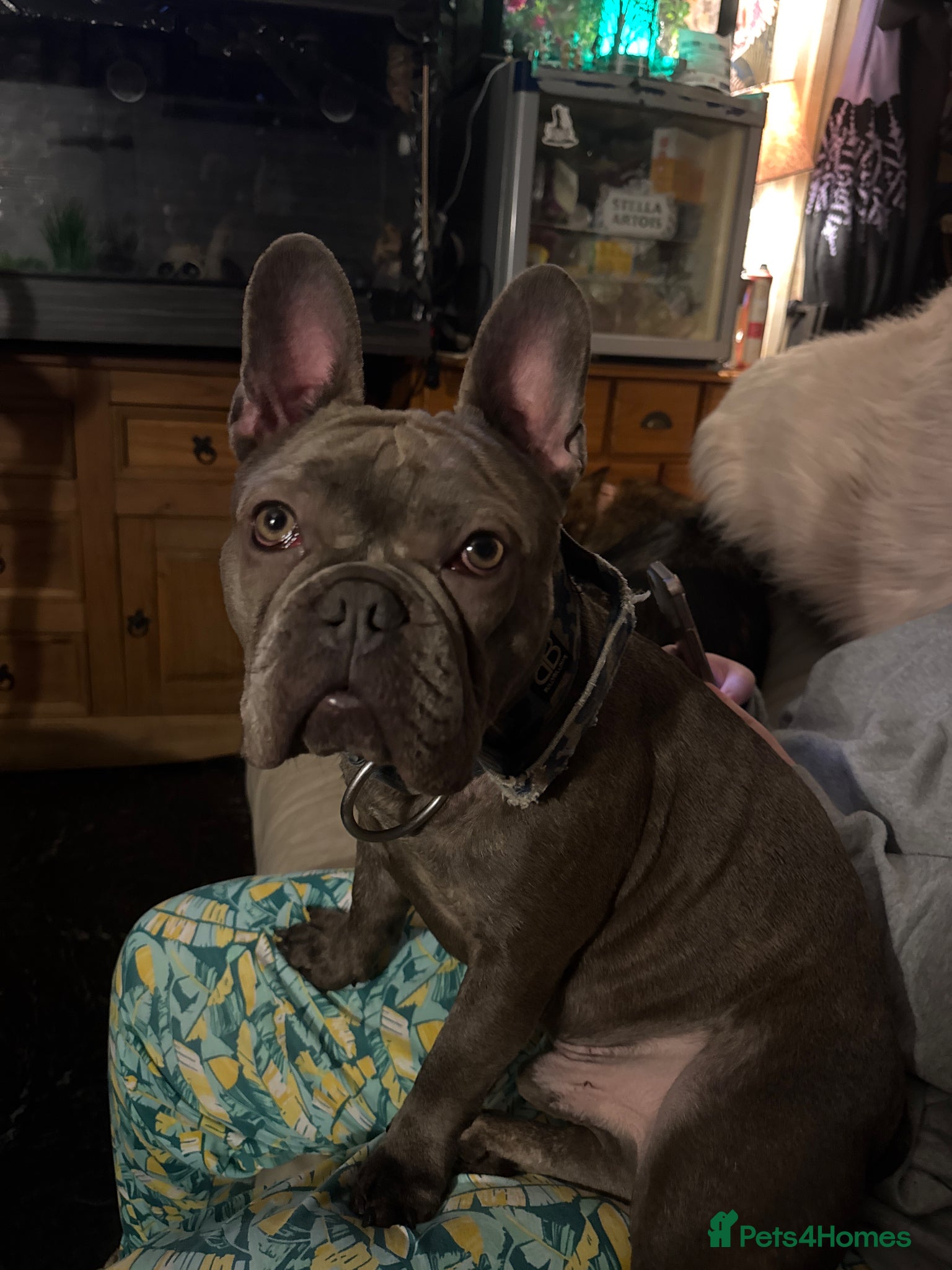 Mixed Breed dogs Frenchie/old English bulldog  - Advert 4