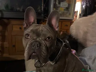 Mixed Breed dogs Frenchie/old English bulldog - Advert 4