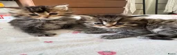 Scottish Fold cats for sale: 5 beautiful Scottish Fold / British Longhair in Westcliff-on-Sea - Advert 11