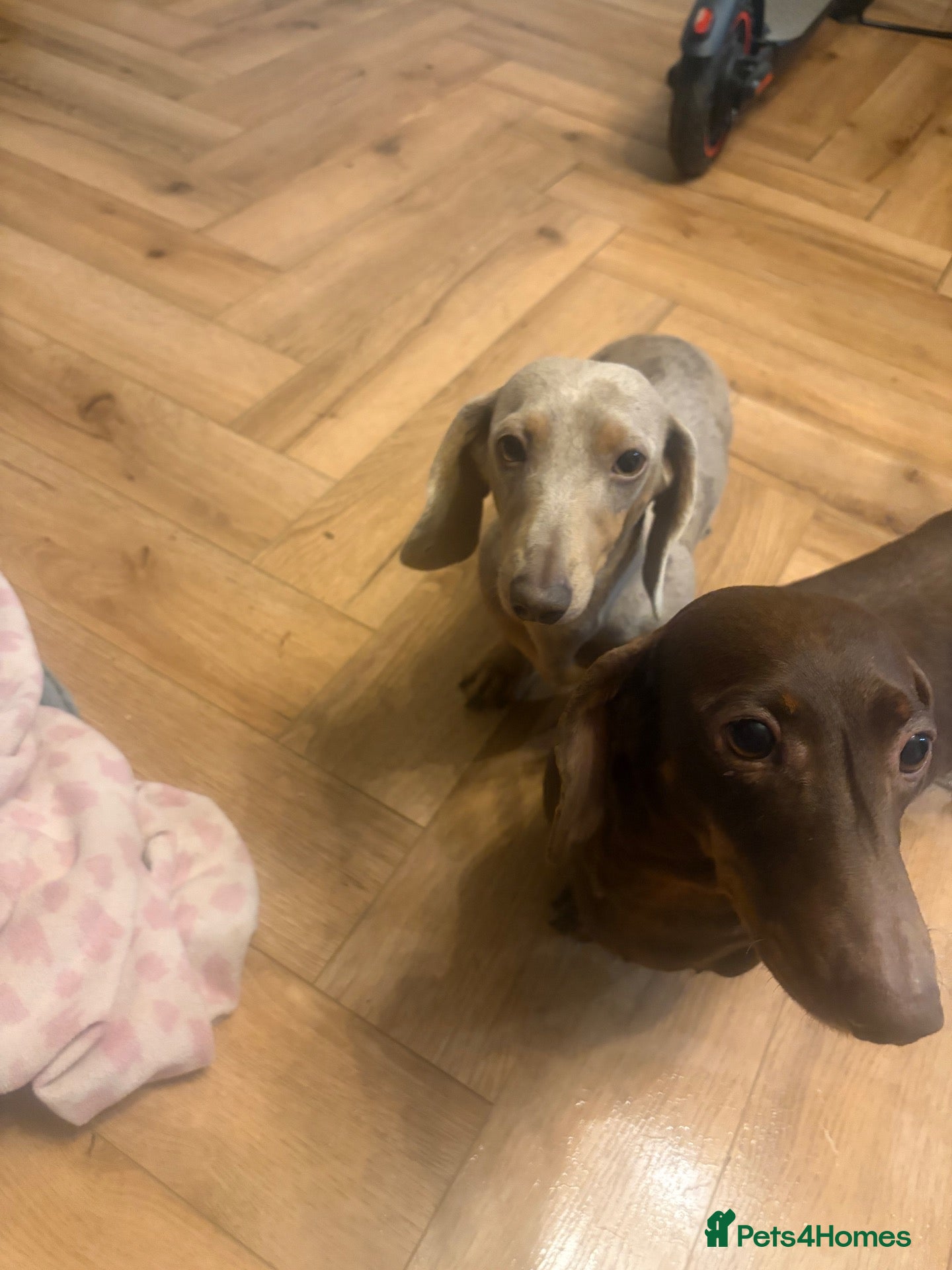 Miniature Dachshund dogs for sale: Isabella dapple  - Advert 13