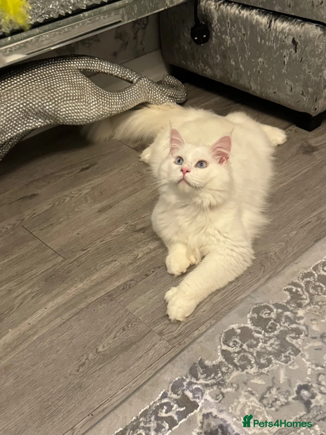 Maine Coon cats for sale: Mainecoon cat polydactyl male  - Advert 17