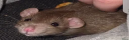 Rat rodents for sale: Dumbo Dwarf Rats - Advert 4