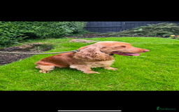 Cocker Spaniel dogs for stud: Cocker spaniel stud - Image 3
