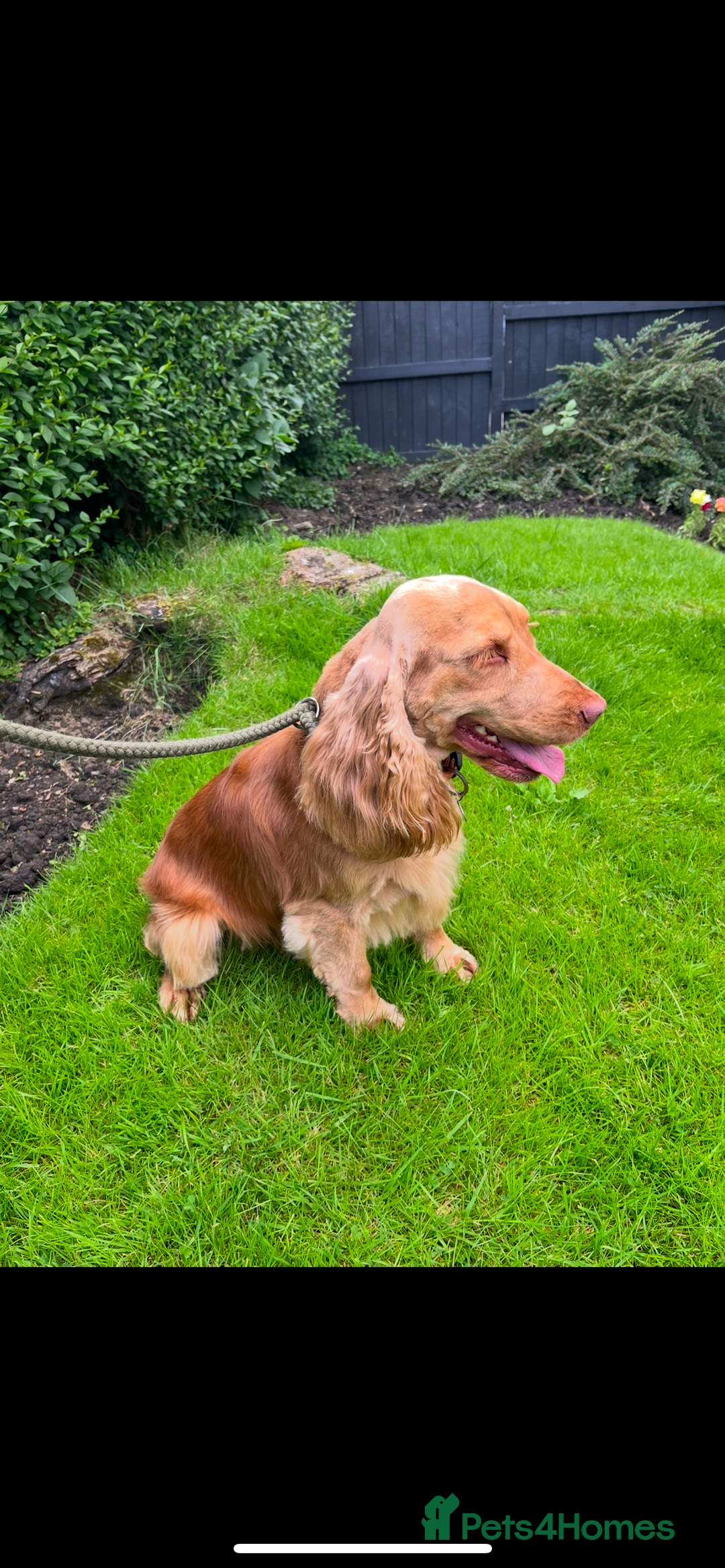 Cocker Spaniel dogs for stud: Cocker spaniel stud - Image 3