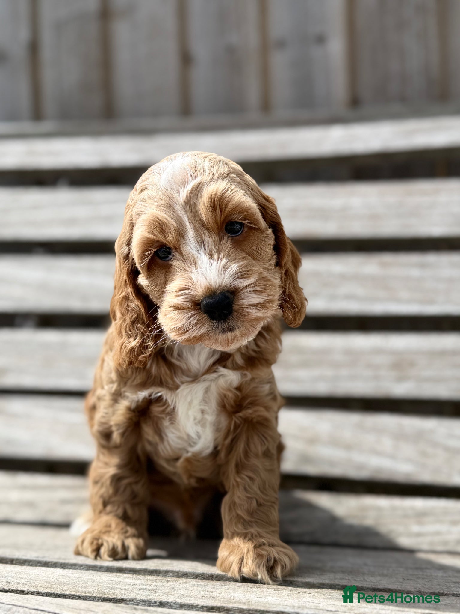 Cockapoo dogs Beautiful F1 cockapoo puppies - Advert 4