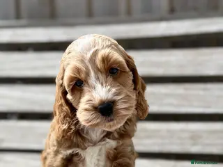 Cockapoo dogs Beautiful F1 cockapoo puppies - Advert 4