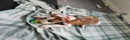 Mixed Breed dogs for sale: Ridgeback/American terrier/ english bulldog mix  in Coventry - Advert 35