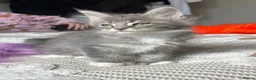 Maine Coon cats for sale: Beautiful polydactyl Maine coon kittens  - Advert 36