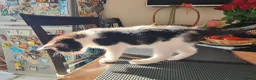 Mixed Breed cats for sale: ***Black and white Male kitten for sale*** - Advert 16