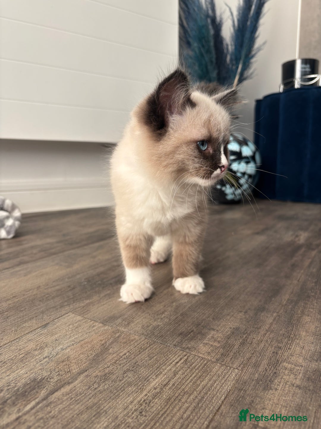 Ragdoll cats for sale: Tilbury  - Advert 5