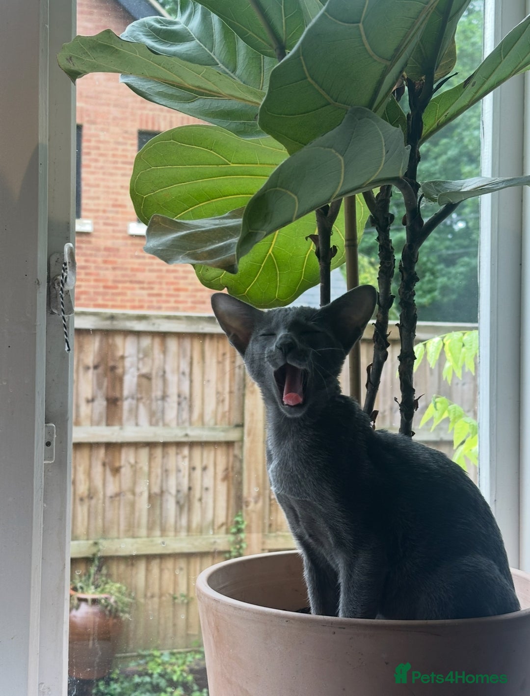 Oriental cats for sale: Beautiful Oriental Blue Boy 11mths old  - Advert 3