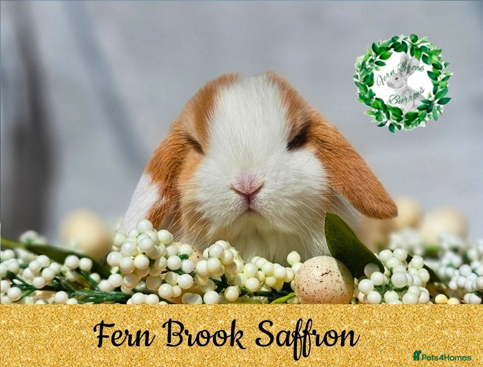 Mini Lop rabbits Vaccinated Miniature Lops  - Advert 10