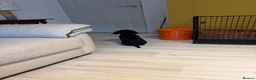 Cocker Spaniel dogs for sale: Beautiful Tri Colour Cocker Spaniel - Advert 2