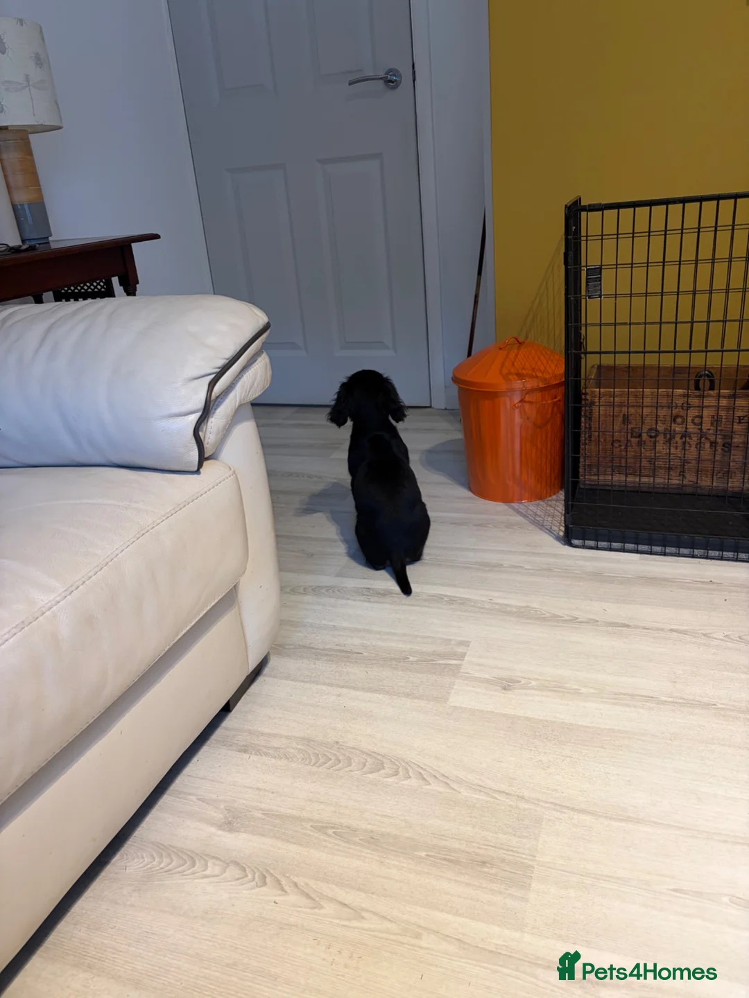 Cocker Spaniel dogs for sale: Beautiful Tri Colour Cocker Spaniel - Advert 2