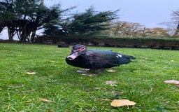 Ducks poultry for sale: Muscovy Ducks Available - Male & Female - Image 9