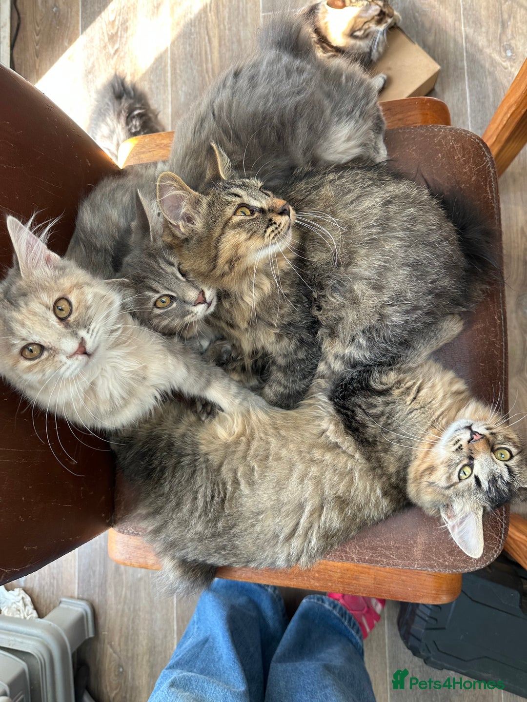 Kurilian Bobtail cats for sale: A new best friend for life - Image 7