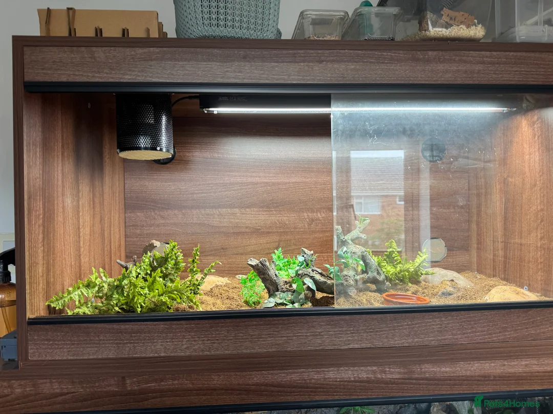 Snake reptiles for sale: Female Hognose snake and set up - Advert 2