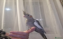 Cockatiels birds for sale: Cockateil 2 male babies  - Image 3