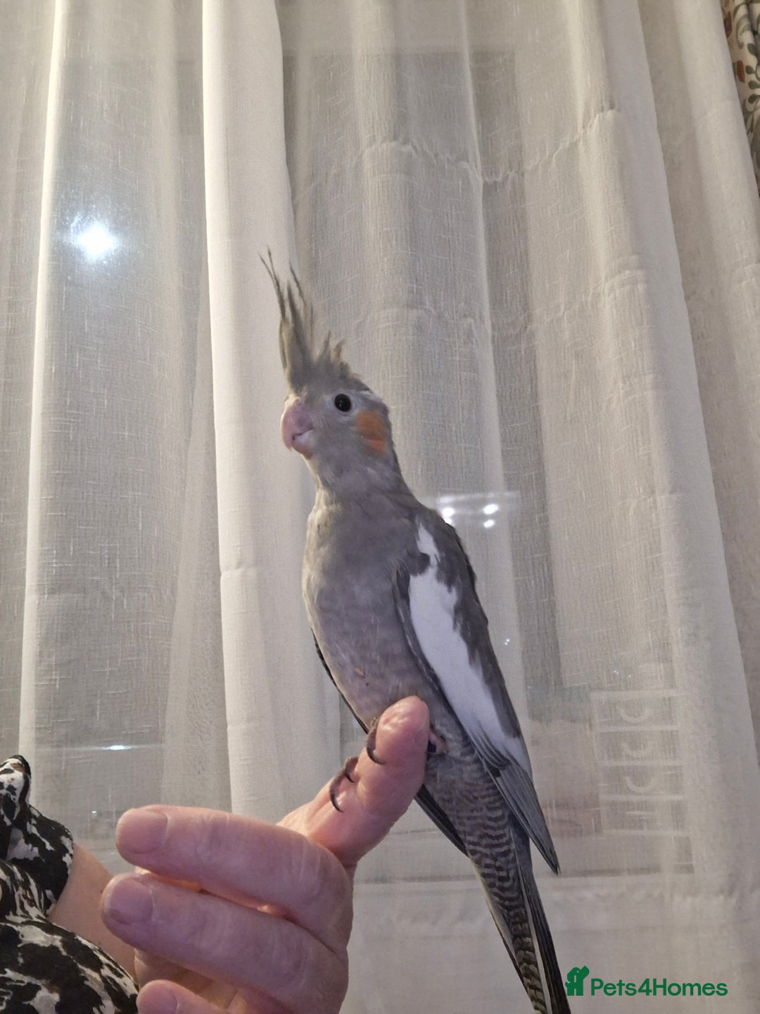 Cockatiels birds for sale: Cockateil 2 male babies  - Image 3