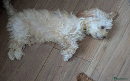 Poodle dogs for sale: ⭐ READY⭐ Reduced Adorable poodles puppies  in Margate - Image 17