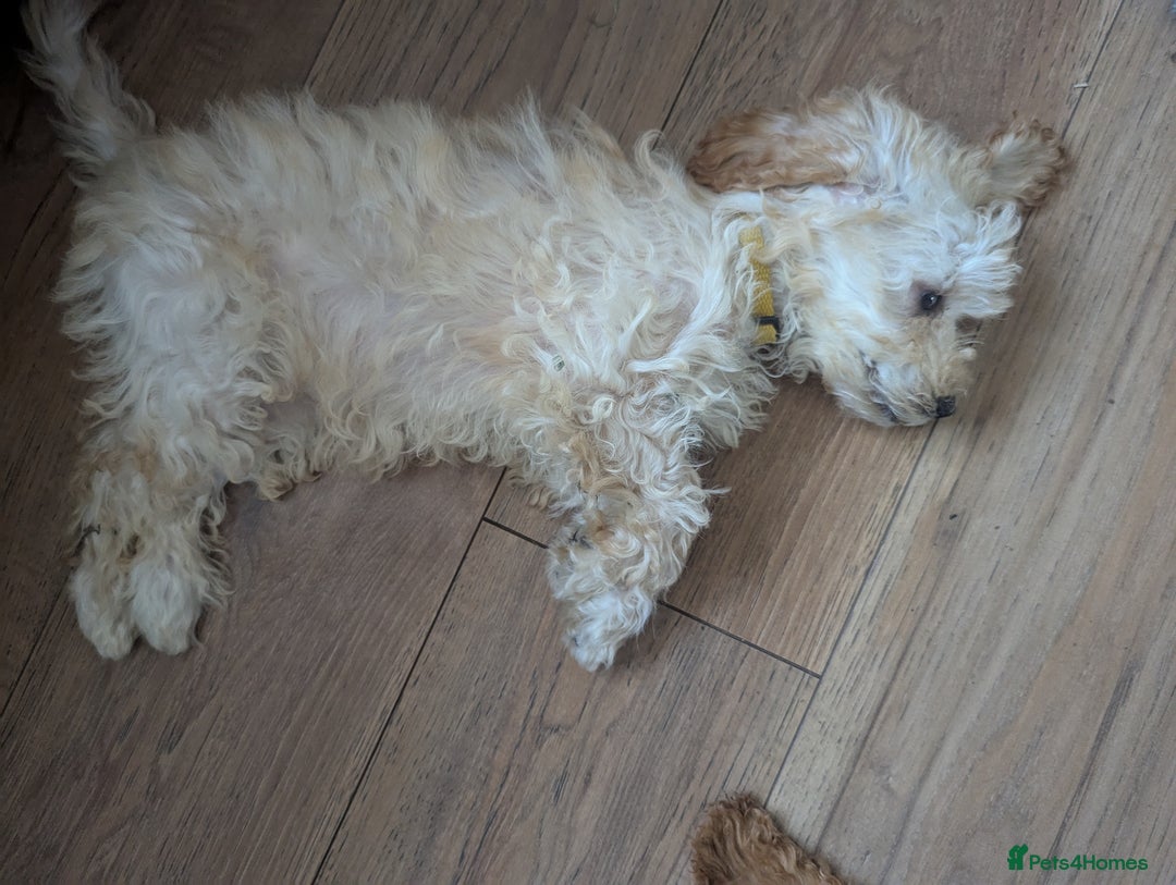 Poodle dogs for sale: ⭐ READY⭐ Reduced Adorable poodles puppies  in Margate - Image 17
